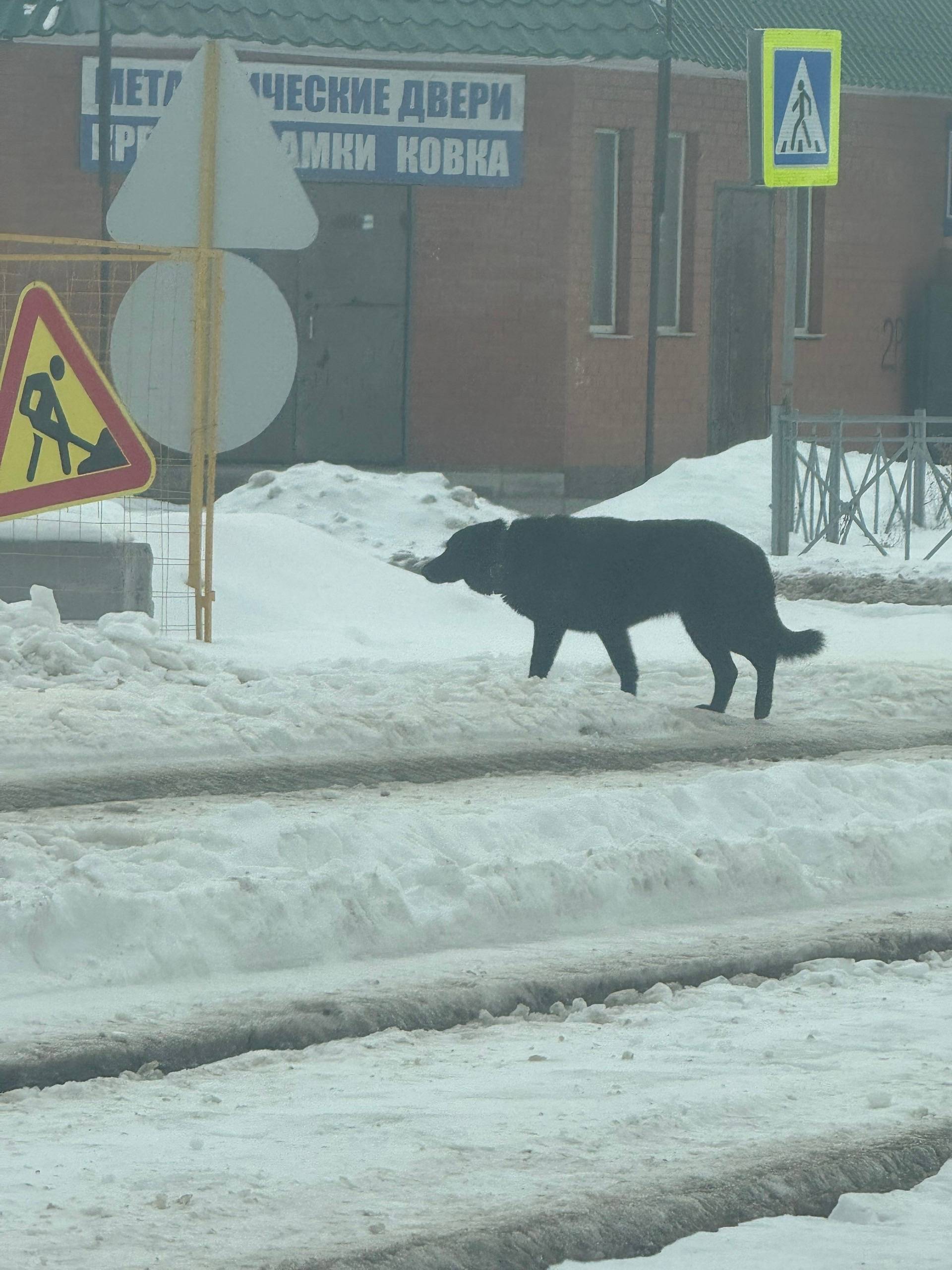 Найден пёс, перекресток 2-я Рабочая и Республиканская