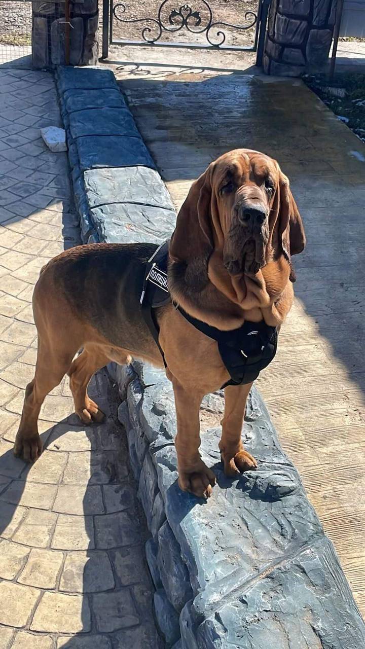 Пропал бладхаунд Арчи, Смоленск