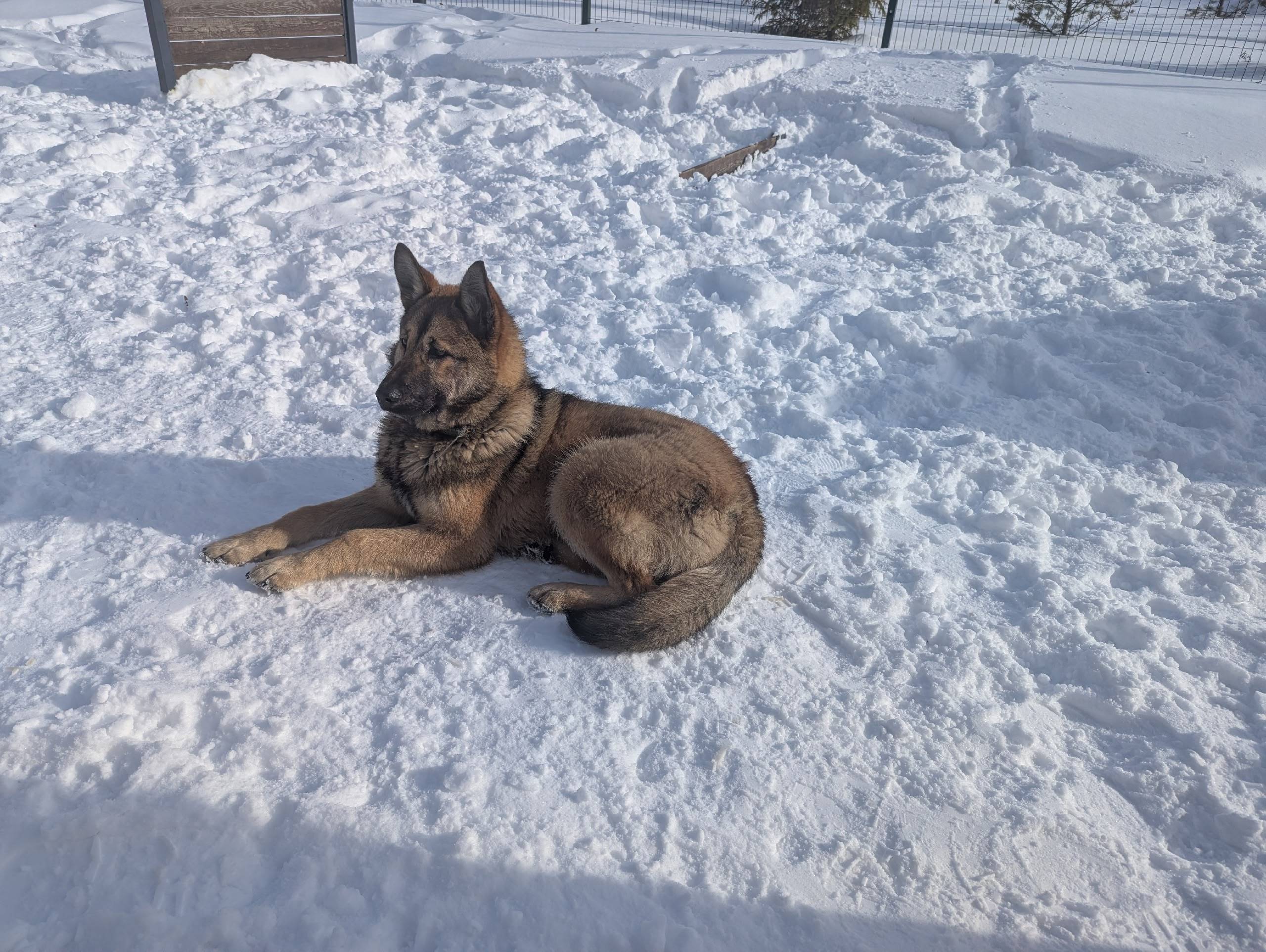 Найден тип собака, находится в парке Дубрава