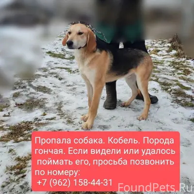 Пропал гончак, с. Липовая роща