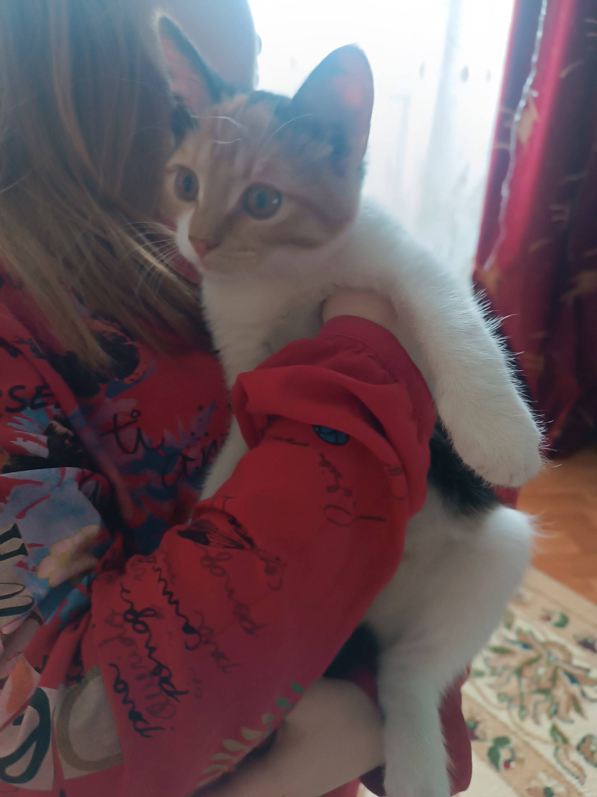 Найден котёнок, район 3 школы