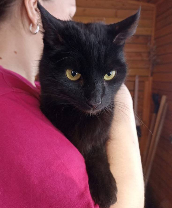 Найдена кошка, Д. Вороновская