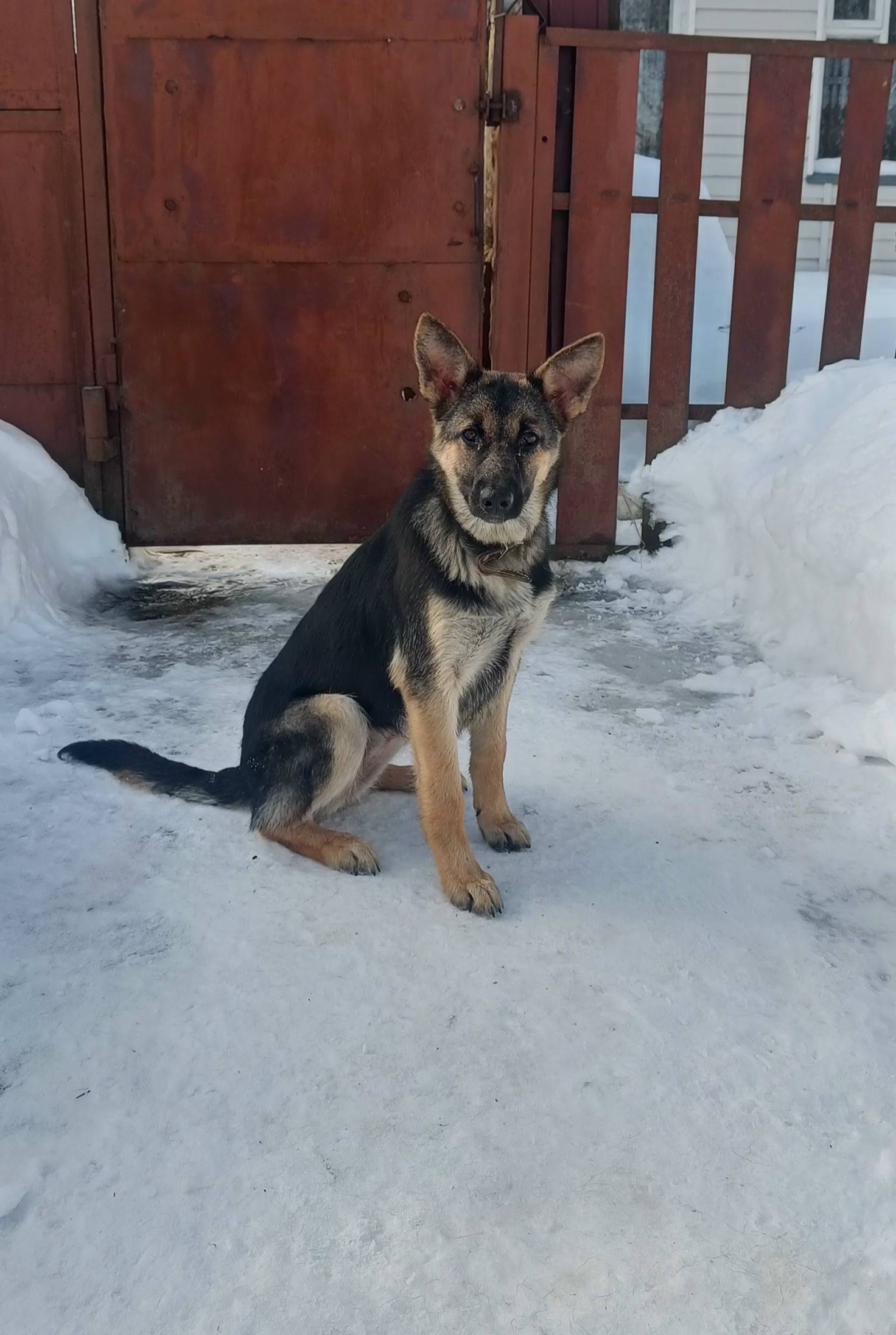 Найден щенок, находится на ул. Луначарского