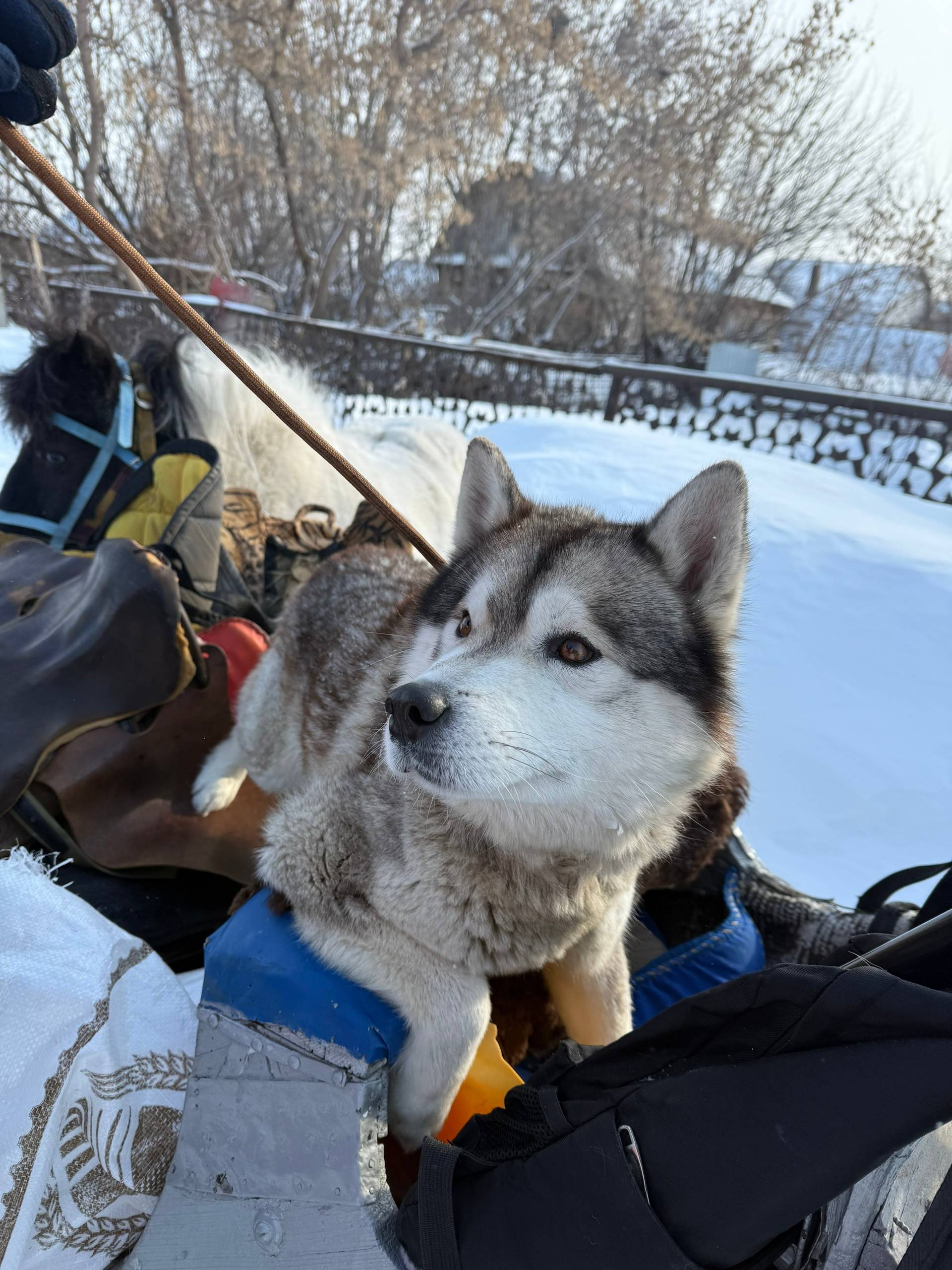 Найден кобель, парк Федько