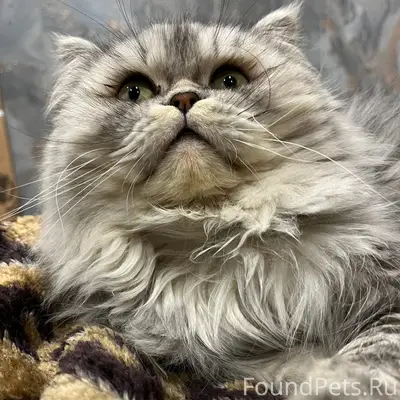 Пропал кот, Красноармейская 121