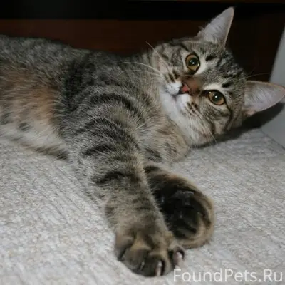 Пропала кошка камышового окраса, без задней лапки