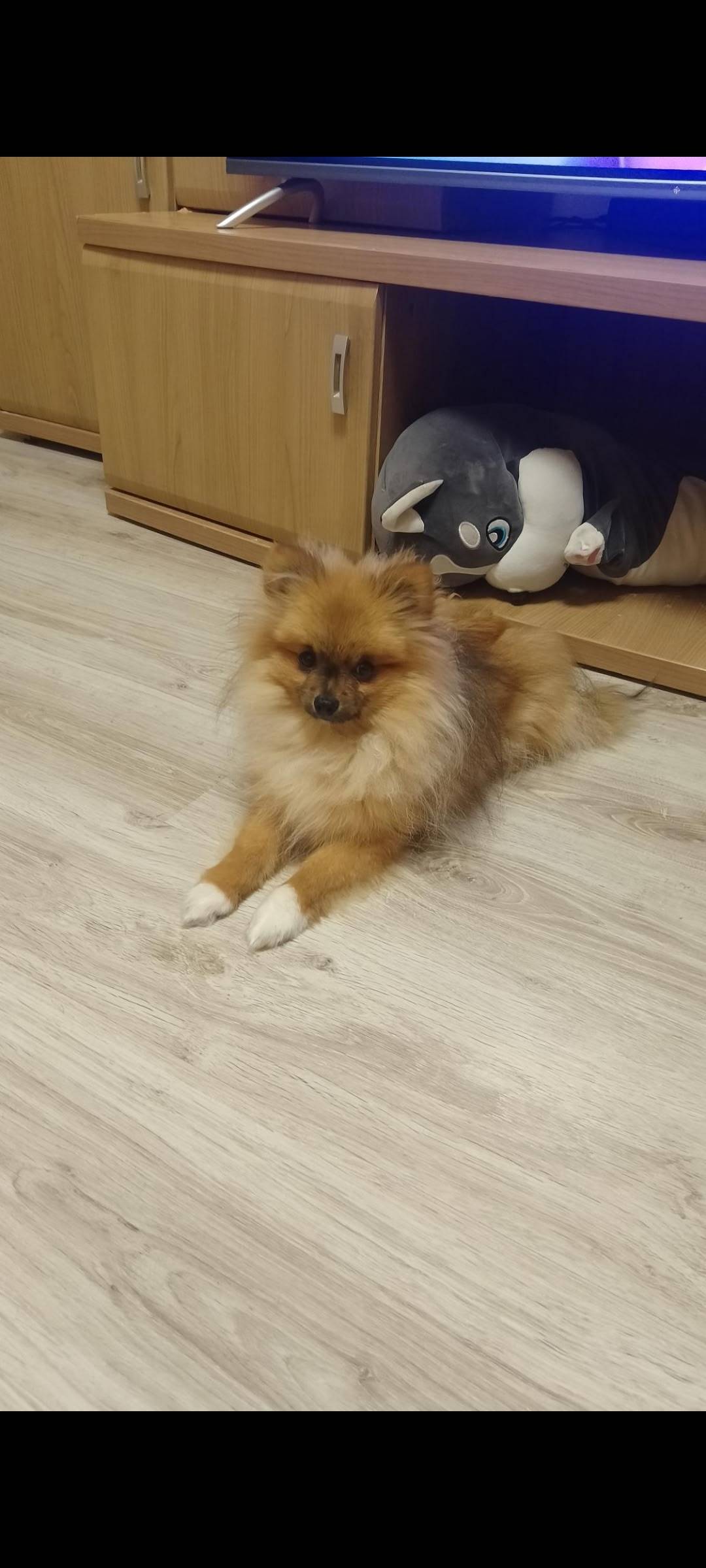 Пропал шпиц Рич, Красная площадь