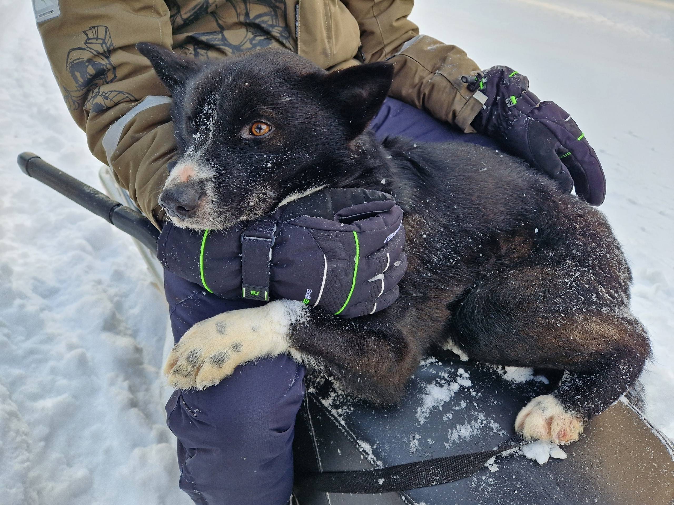 Найден тип собака, газотрасса