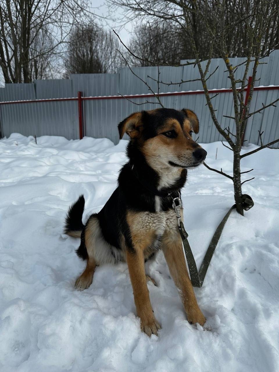 Пропала собака Маша, Горка Нищих, Бежичи