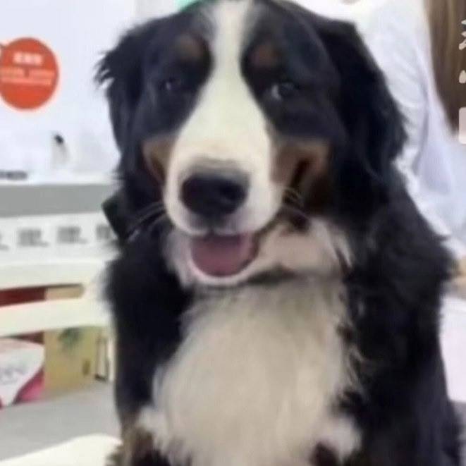 Пропал бернский зенненхунд Симба, Шанхай