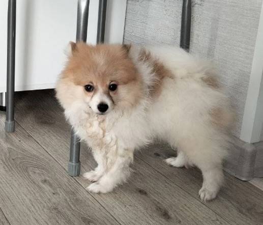 Пропала собака, район кладбища