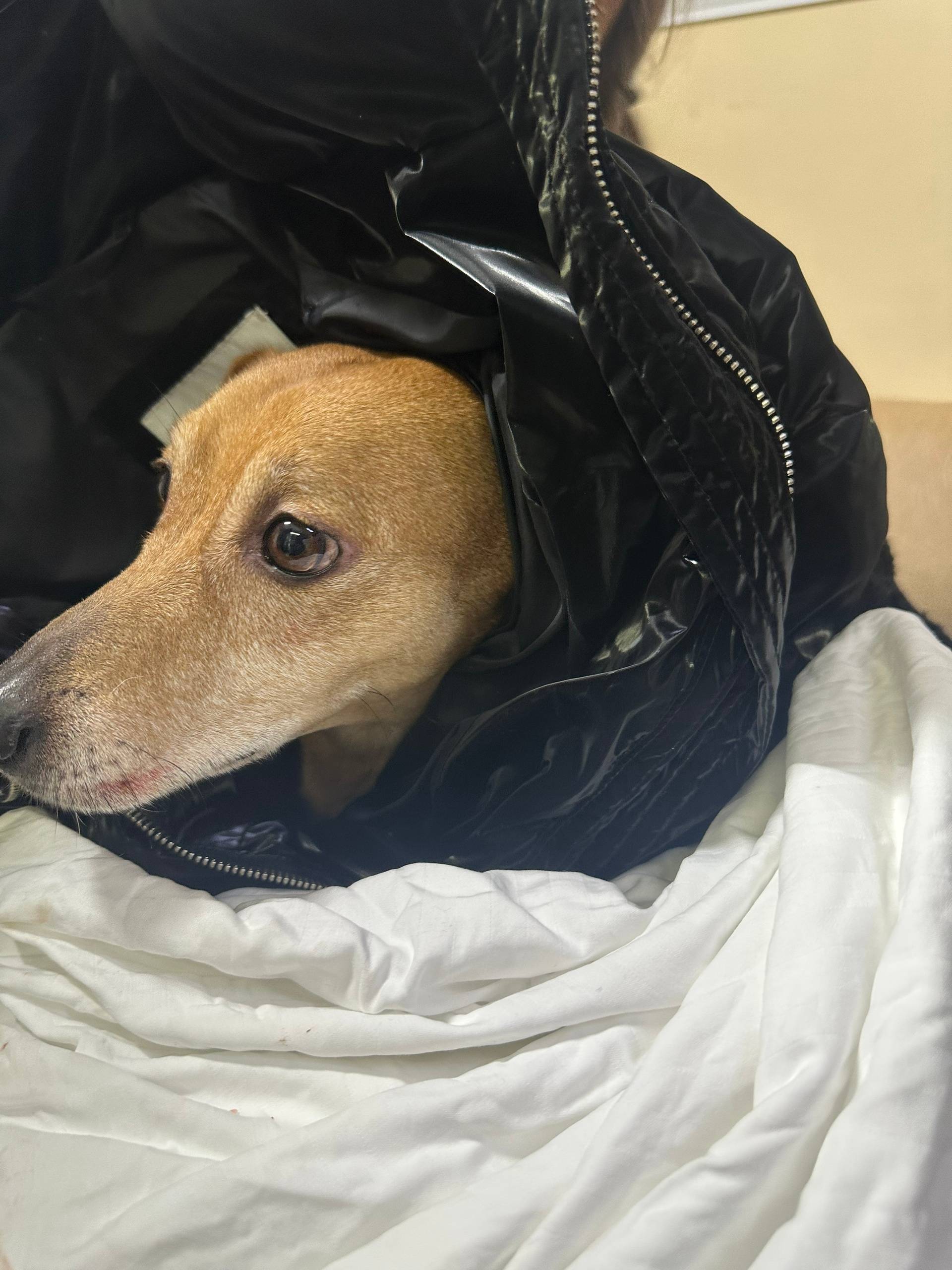 Найдена собака, Павлова,4