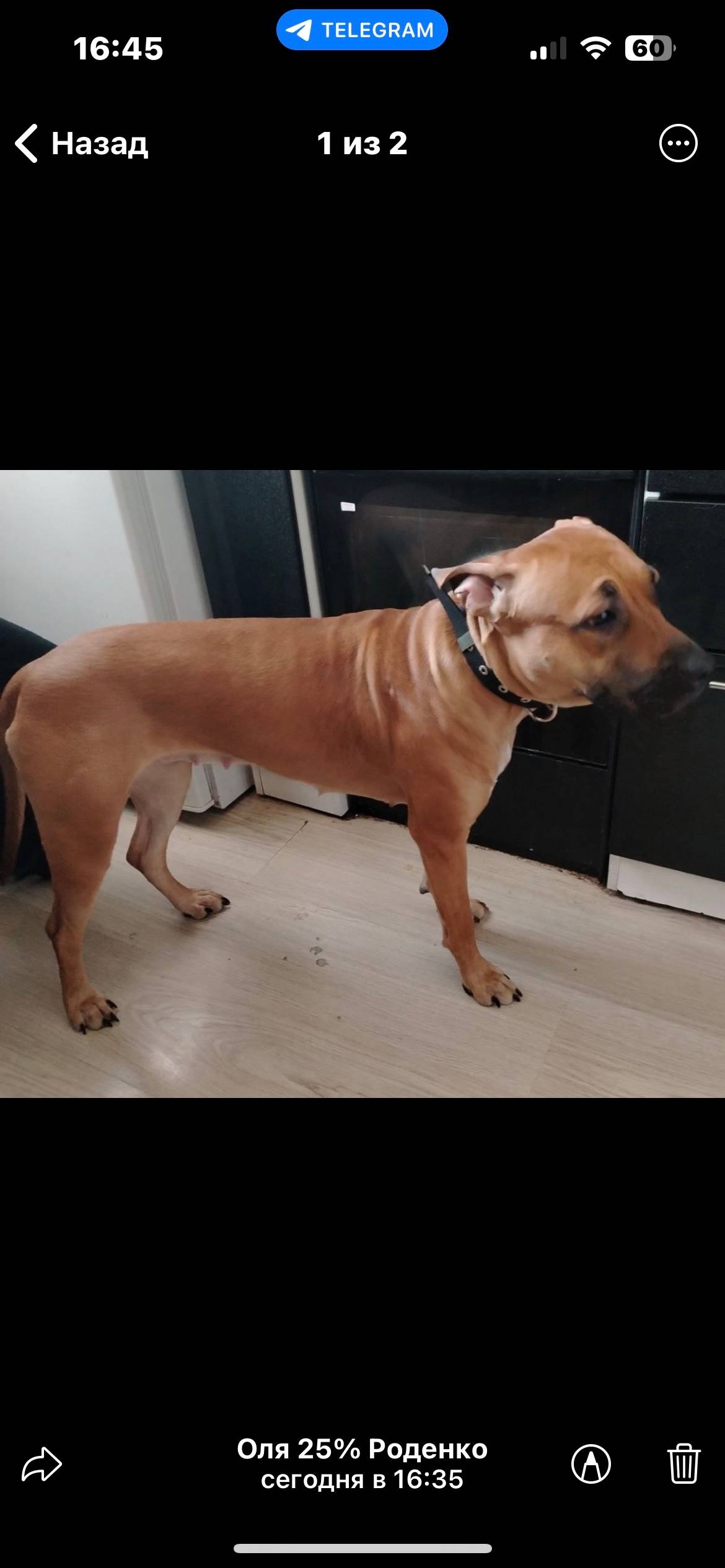 Найден тип собака, Березовский