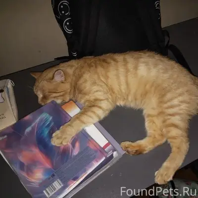 Пропал рыжий кот Барсик