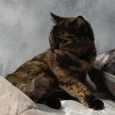 Пропала кошка, [место: двор 31-го дома]