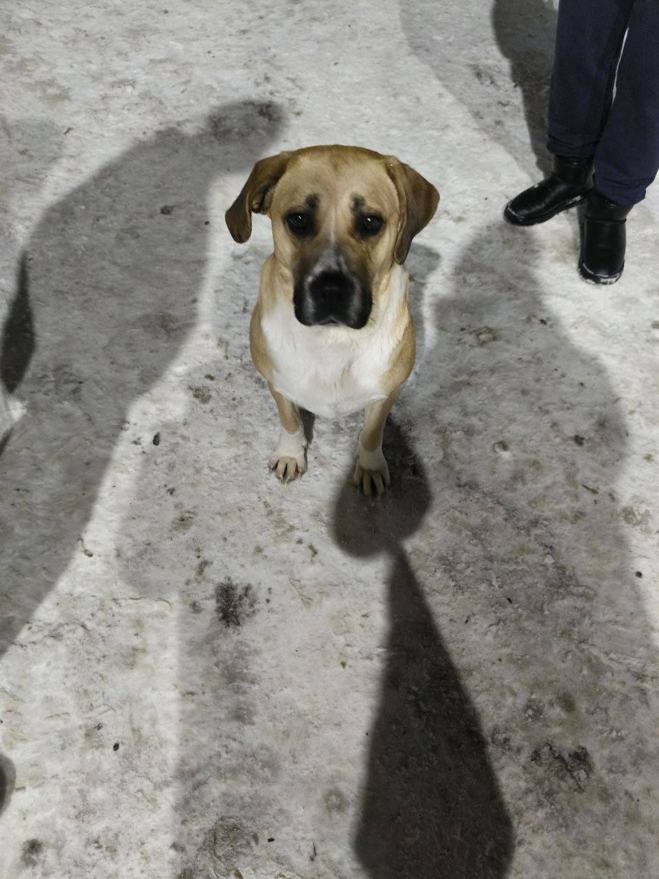 Найден а домашняя собака, ул. Берёзовая