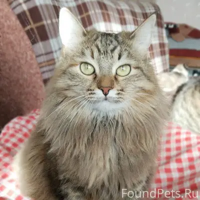 Пропала кошка Стеша, Новоульяновск