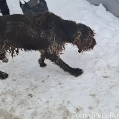 Найден пёс, Мурмино (совхоз), Рязань
