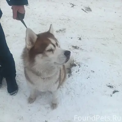 Найден хаски, район Аленкино