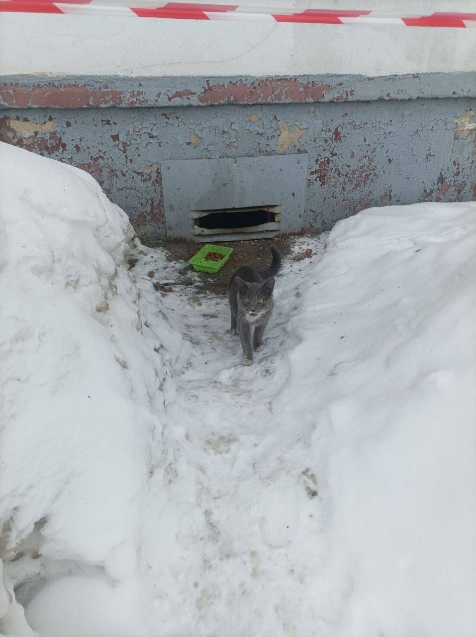 Найден котёнок-подросток, район Суворова