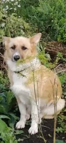 Пропала собака Лада, четвертый микрорайон