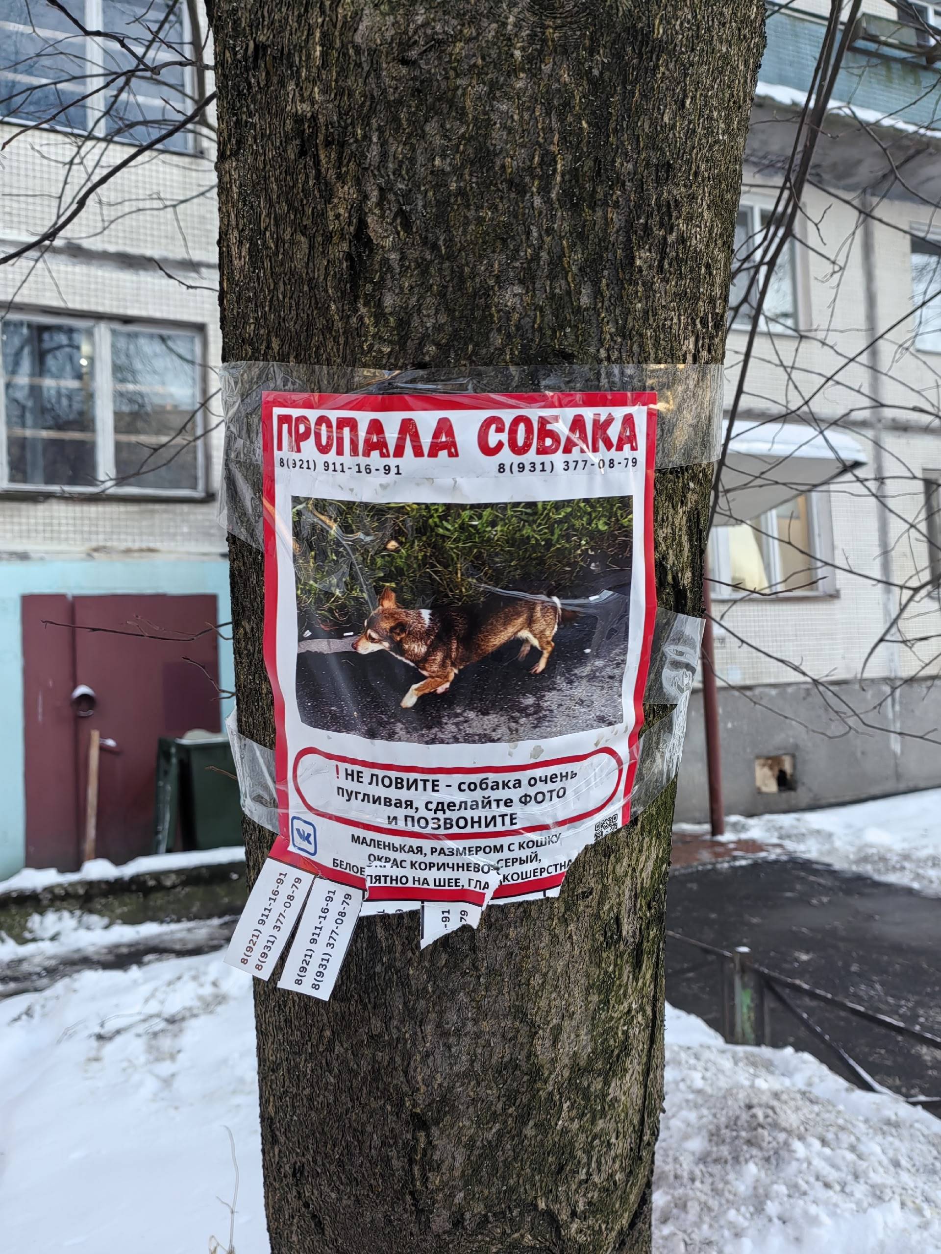 Пропала собака, Санкт-Петербург