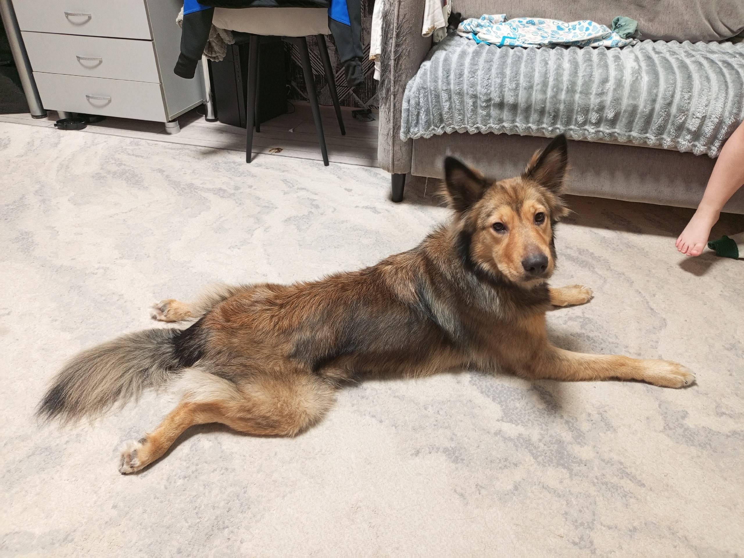 Пропала собака Жади, улица Газетная