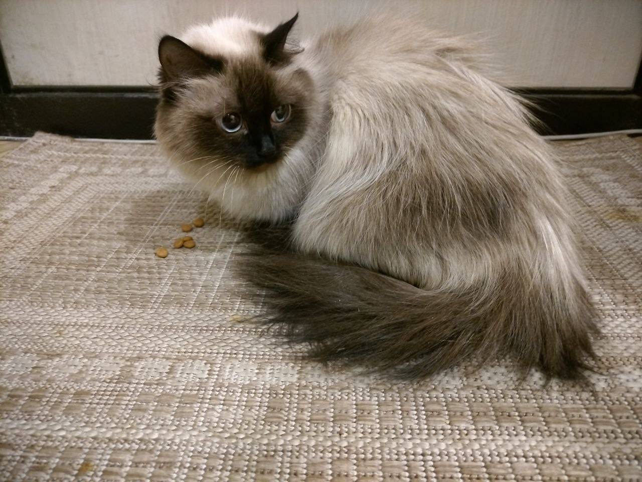 Найдена кошка, Барнаул, ул. Малахова