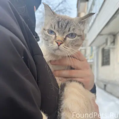 Найдена кошка, предположительно беременная