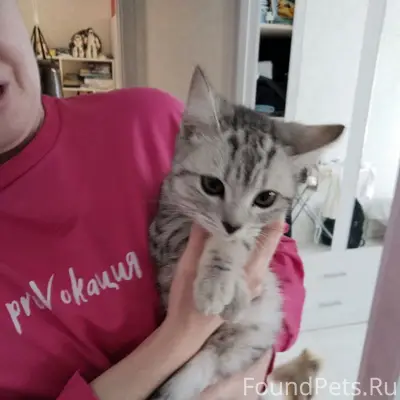 Найден котёнок, пр. Комсомольский д.17