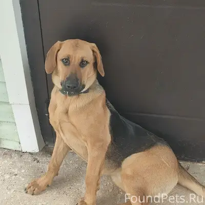 Пропала собака, [место не указано]