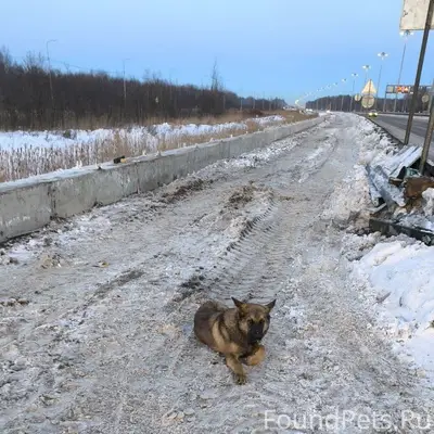 Найден пёс, КАД