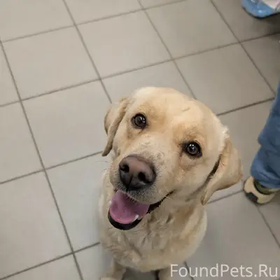 Пропала молодая девочка лабрадор