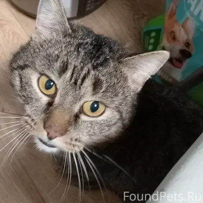 Пропал кот, район Дружба, Лесовик