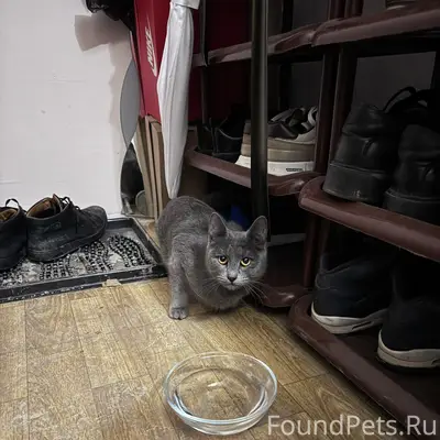 Найдена кошка, Ленинский район