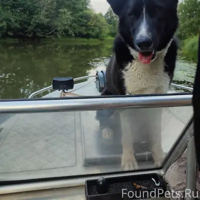 Пропала собака, хромая, Юных Пионеров