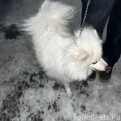 Пропала собака, ТЦ Сельский парк