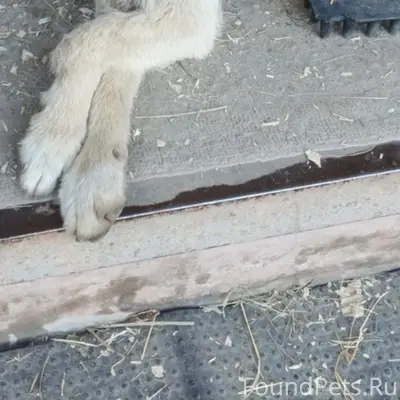 Пропала собака, хромает, Приокский район