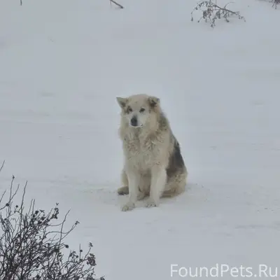 Пропал крупный пёс Жорик, ул. Пушкина