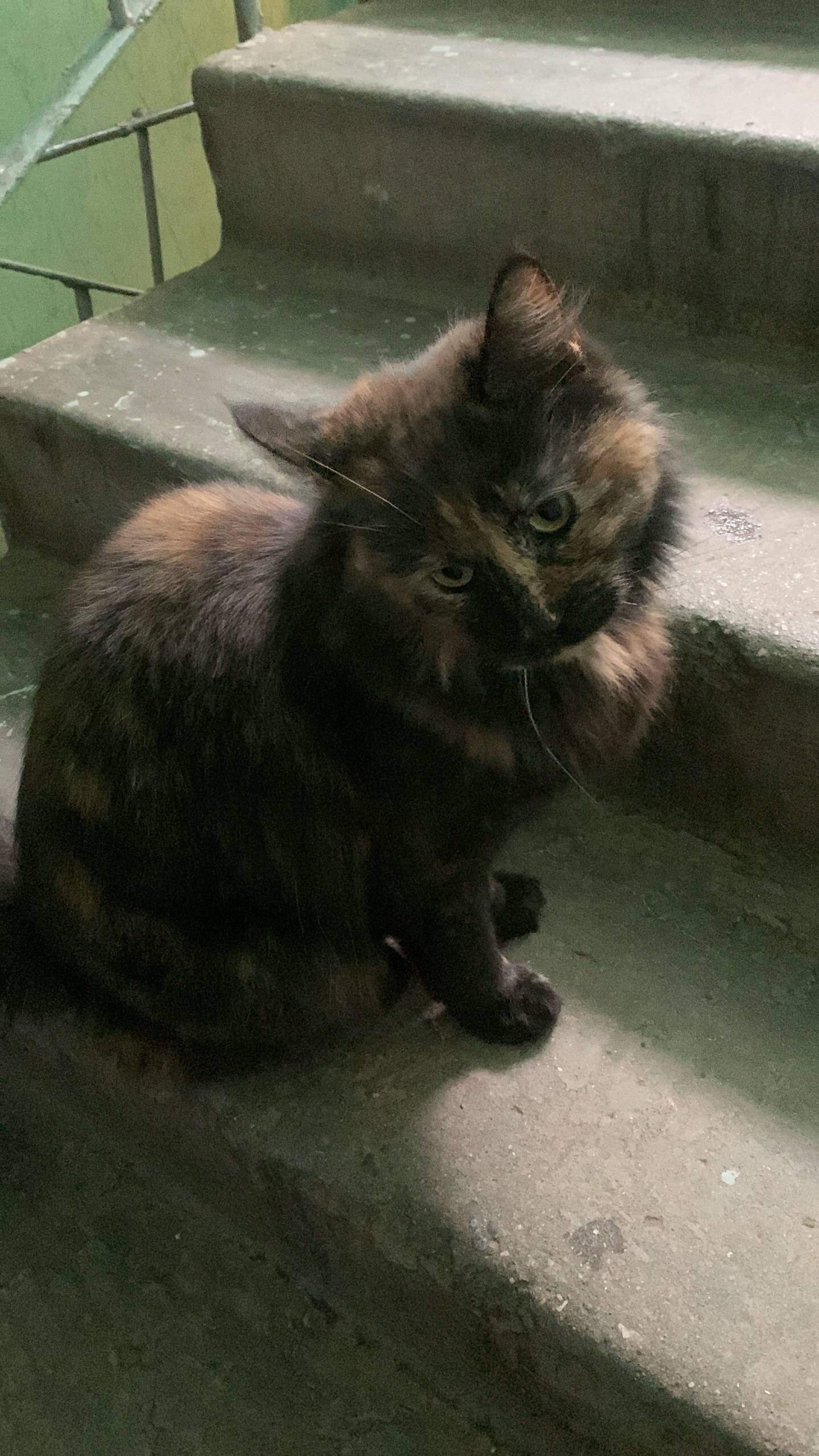 Найдена кошка, 6 микрорайон