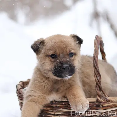 Найдены щенки, [место неизвестно]