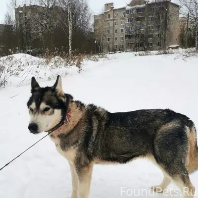 Найден хаски, Заволжский район, Малышково