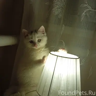 Пропал котёнок, Нагорный микрорайон