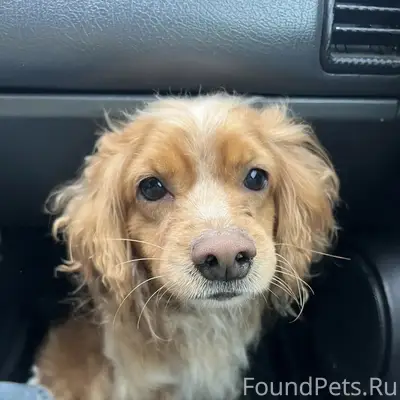 Пропал кокер-спаниель, П. Иноземцево