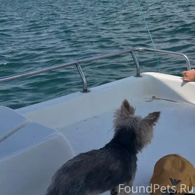 Пропала собака ёрк Силя