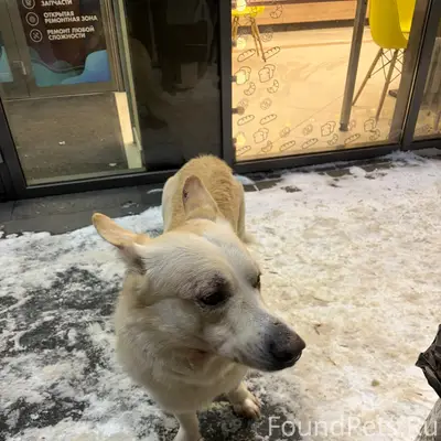 Найден тип собака, пр. Строителей 76