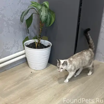 Найден котёнок, место не указано