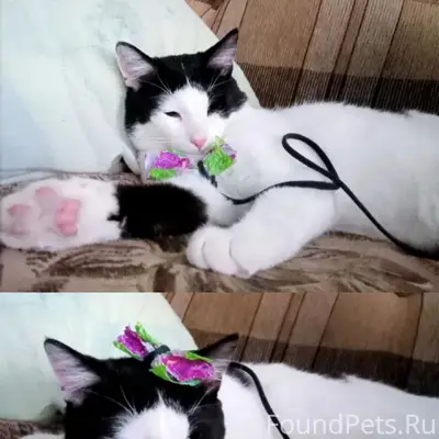 Пропал кот Макс, Досчатое (Решное)