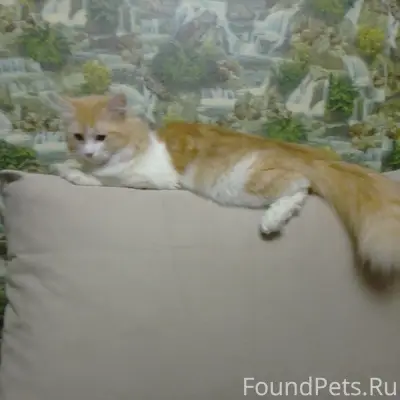 Пропал кот Вася, Екатеринбург