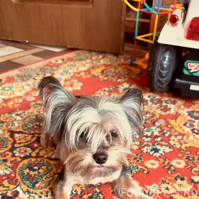 Найден щенок, старый город